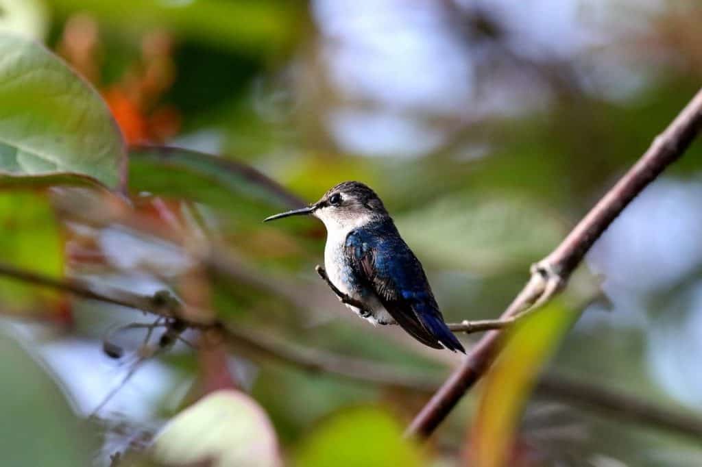 Small Bird Photo