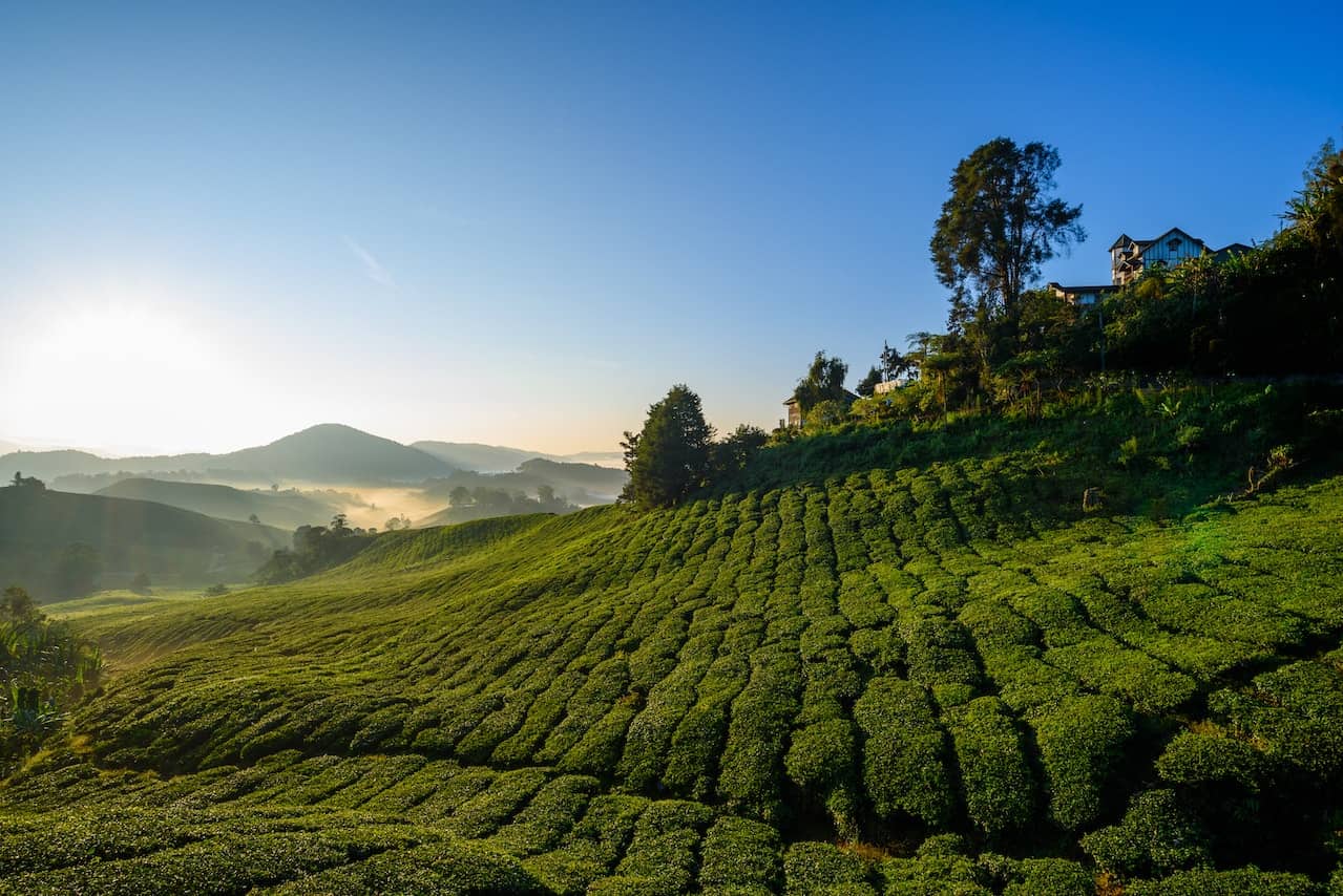 Cameroon Highlands