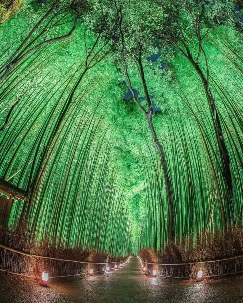 Arashiyama Bamboo Forest