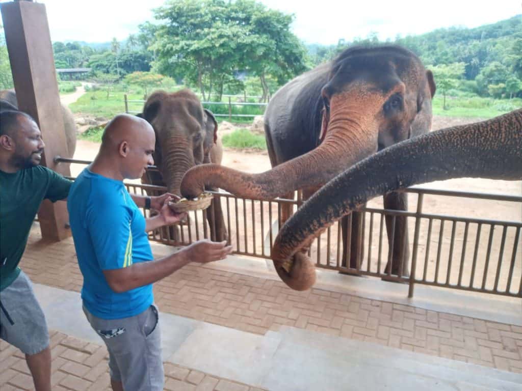 Pinnawala Elephant Orphanage - Elephant Ride