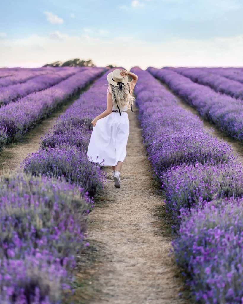 Mayfield Lavender Farm