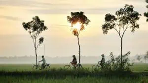 three person riding bikes on green grass field