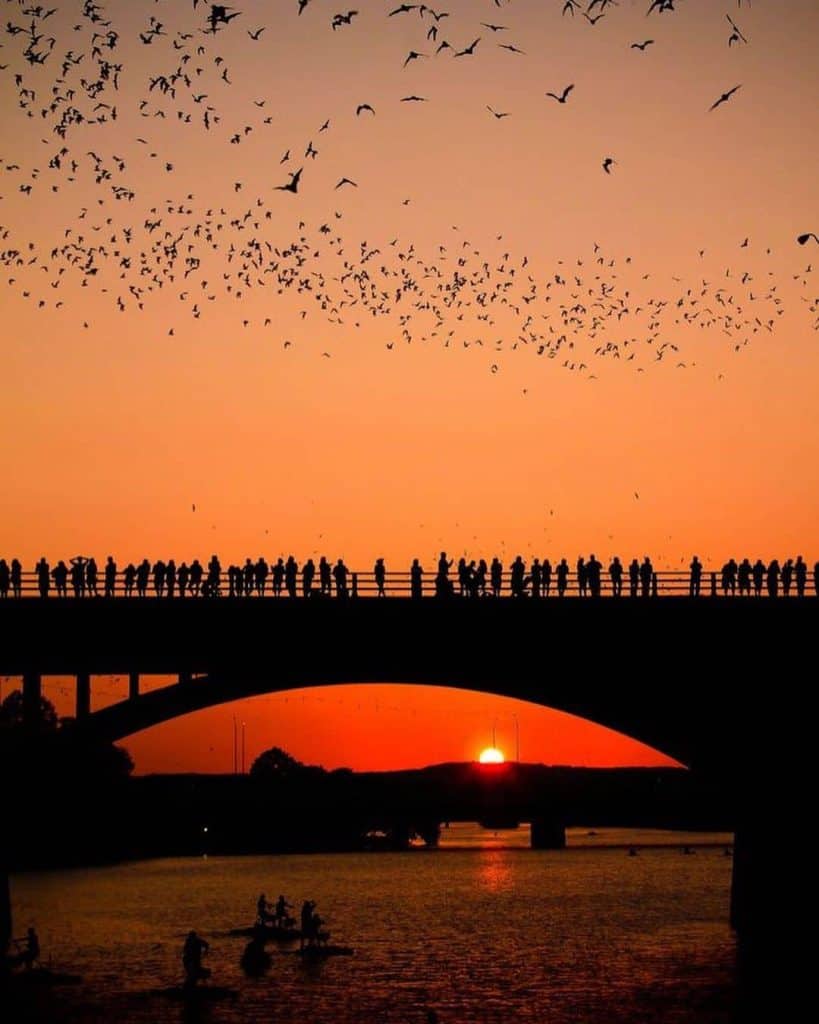 Congress Avenue bat bridge