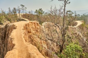 Pai 1 Day Itinerary a dirt path in the middle of a forest